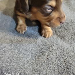 Dachshund Puppies from Weenies on the Lake