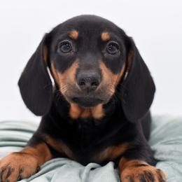 Daisy AKC - Black and tan female Dachshund puppy in Coweta, Oklahoma from Sunnyside Dachshunds