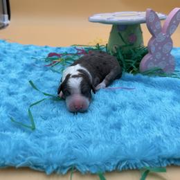 Ally - Blue merle female Sheepadoodle puppy in Willacoochee, Georgia from Kitandkboodle's Doodles