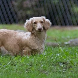 Coconut - Dachshund