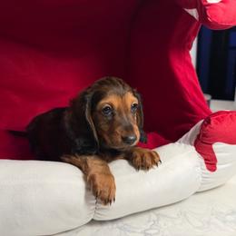 Midnight - Black and tan male Dachshund puppy in Cape Coral, Florida from Adventures of Doxies