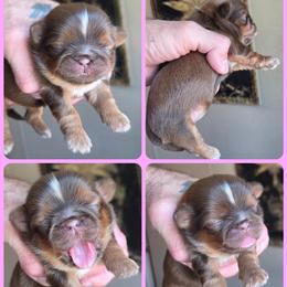 Girl 1 - Tricolor female Shih Tzu puppy in Houston, Texas from Shih Tzu Houston
