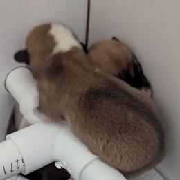 Ruby - Fawn female Pembroke Welsh Corgi puppy in Beaverton, Oregon from Pordr Corgis