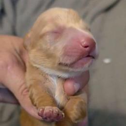 Kibbles - Red male Dachshund puppy in Harrison, Arkansas from Dachshunds on the Hill