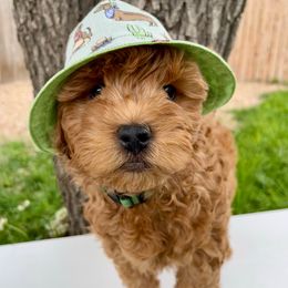Green Boy - Red  male Goldendoodle puppy in Greeley, Colorado from Millie Billie Doodles
