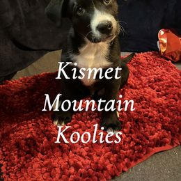 Iroh - Black and white Australian Koolie puppy in Colorado from Kismet Mountain Koolies