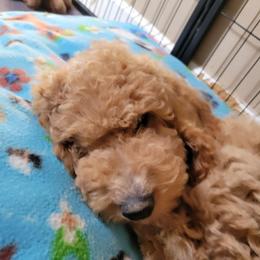 Stuart, lt blue - Cream male Goldendoodle puppy in Blountsville, Alabama from Southern Charm Goldendoodles
