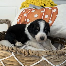 Girl 3 - Black tri-color female Australian Shepherd puppy in Bainbridge, Ohio from CK Aussies