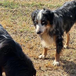 Franklin - Miniature Australian Shepherd