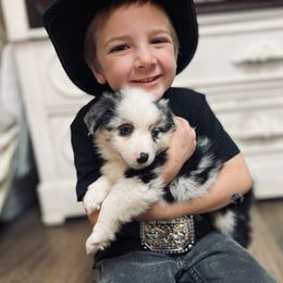 Rivendell - Blue merle female Miniature American Shepherd puppy in Olympia, Washington from Shamayim Shepherds