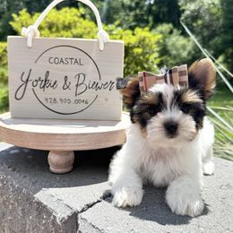 Gorgeous - Black tan and white female Biewer Terrier puppy in North Chelmsford, Massachusetts from Coastal Yorkshire Terrier Yorkies & Biewer Terriers