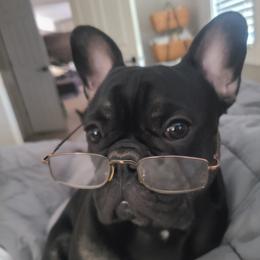 Will - French Bulldog