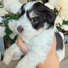 Artie - Parti female Miniature Schnauzer puppy in Bluffdale, Utah from Mountain Point Schnauzers