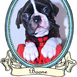 Baby Boone - Black and white male Boston Terrier puppy in Kingsport, Tennessee from Sleepwalker Bostons