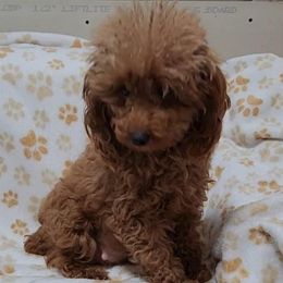 Anna - Poodle