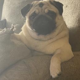 Bulldog and Pug Puppies from Love that bulldog lewter family