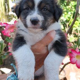 Australian Shepherd Puppies from Marion Lutz Gulf Coast Aussies