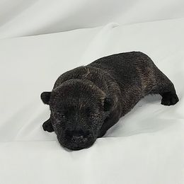 Boy 2 - male Scottish Terrier puppy in San Antonio, Texas from Christie Gregory's Scotties