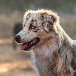 Elle - Australian Shepherd