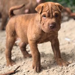 Alexis - Brown female Chinese Shar-Pei puppy in Lehigh Acres, Florida from Florida Wrinkles