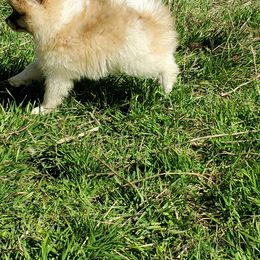 Companion Cross, Papillon, and Pomeranian Puppies from Lovely Ladies and Little Asses Miniature Equines (L3A Pomeranians & Papillons)
