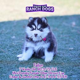 Fallon - Black and white female Pomsky puppy in Humeston, Iowa from M.A.R. Dogs