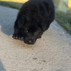 German Shepherd Puppies from Bluegrass Country German Shepherds