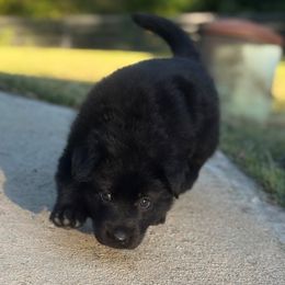 German Shepherd Puppies from Bluegrass Country German Shepherds