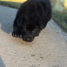 German Shepherd Puppies from Bluegrass Country German Shepherds