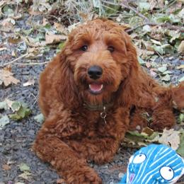 Reese - Australian Labradoodle
