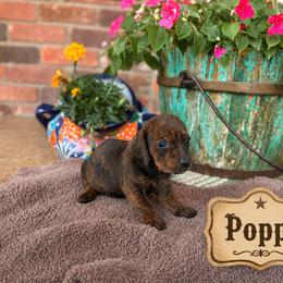 Dachshund Puppies from Rodeo Doxies