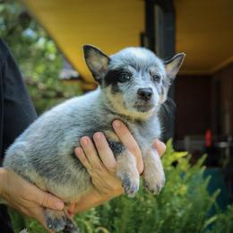 -Boy 2 - Blue mottled male Australian Cattle Dog puppy in Kaufman, Texas from Emberwick Ranch