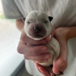 Boy 6 - Blue male Australian Cattle Dog puppy in Irvington, Kentucky from Dry Valley’s Australian Cattle Dogs