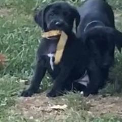 Mountain Cur Puppies from Walnut Ridge Mountain Curs