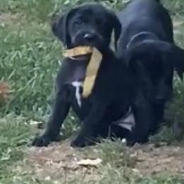 Mountain Cur Puppies from Walnut Ridge Mountain Curs