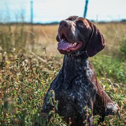 Henry - Liver roan male German Shorthaired Pointer puppy in Austin, Texas from GSP Pointer Family