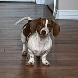 Charlie - Dachshund