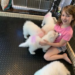 Samoyed Puppies from Icecrown Samoyeds