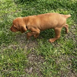 Vizsla Puppies from Mickle Farm Vizslas