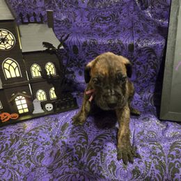 Great Dane Puppies from White House of Danes