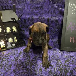 Great Dane Puppies from White House of Danes