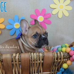 George O'Malley - Fawn male French Bulldog puppy in Loxahatchee, Florida from Blue Wonder Frenchies