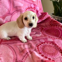 Gus - Cream male Dachshund puppy in Wisconsin from Lake Country Dachshunds