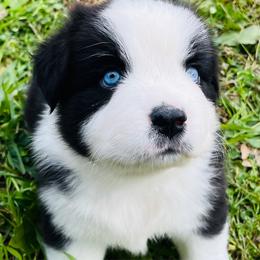 Boy 3 - Black & white male Miniature Australian Shepherd puppy in Pineville, Missouri from Sugarcreek AKC Miniature Australian Shepherds