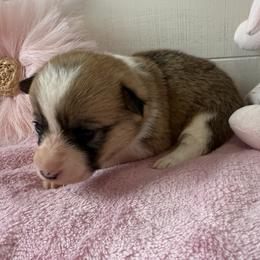 Linden - Red and white female American Corgi puppy in Scottown, Ohio from Wyndy Ridge Corgis