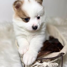 Pomsky and Toy Australian Shepherd Puppies from Blessed Little Paws
