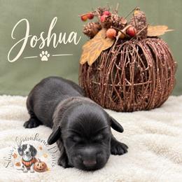 Joshua - Cream male Dachshund puppy in Hockley, Texas from Shans Down Home Doxies