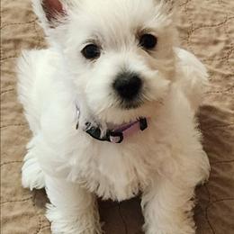 Purple - White female West Highland White Terrier puppy in Vermilion, Ohio from Snowy Mountain West Highland White Terriers