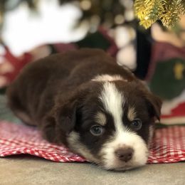 Miniature Australian Shepherd Puppies from Bear Pond Aussies