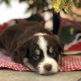 Miniature Australian Shepherd Puppies from Bear Pond Aussies